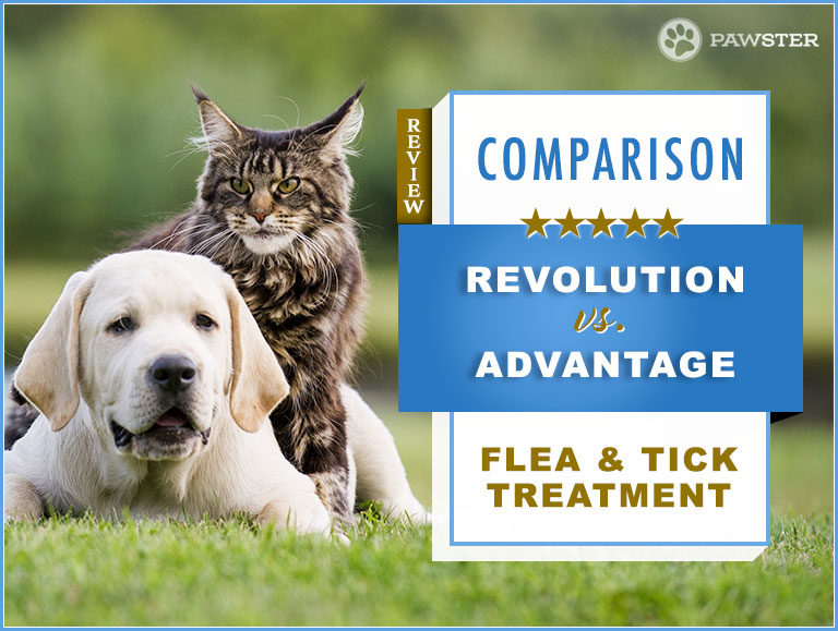 Revolution vs. Advantage Flea Treatment 2023 Comparison