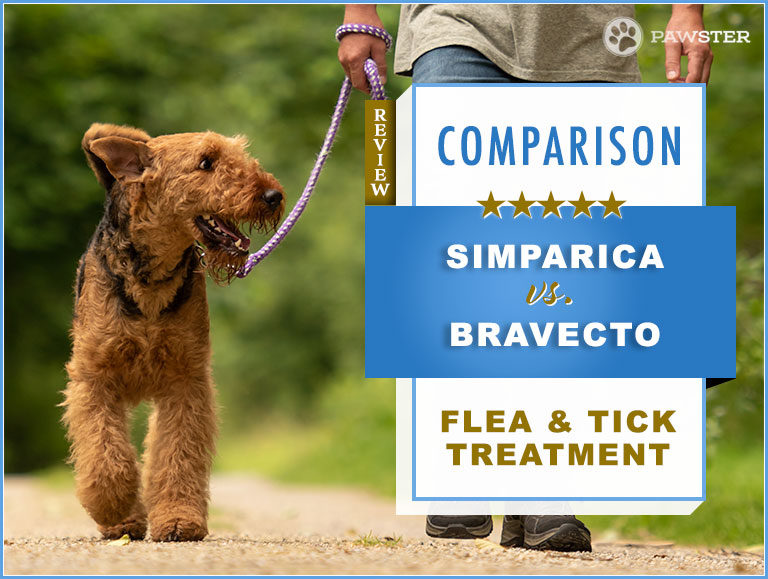 Simparica vs. Bravecto : Comparison and Key Differences