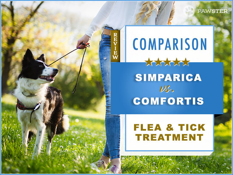 Simparica vs. Comfortis : Comparison and Key Differences