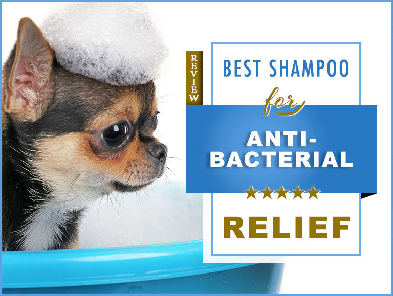 6 Best Antibacterial Dog Shampoos