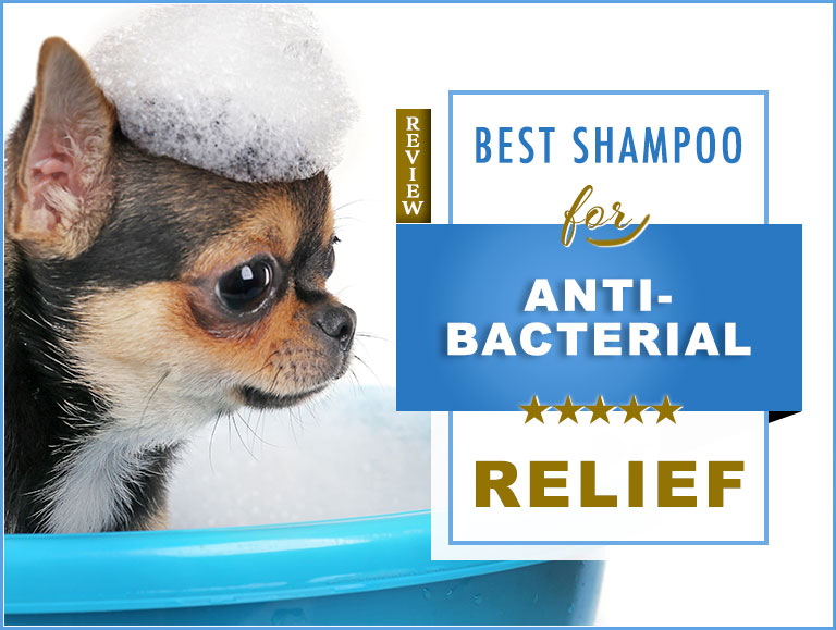 best soap for dogs