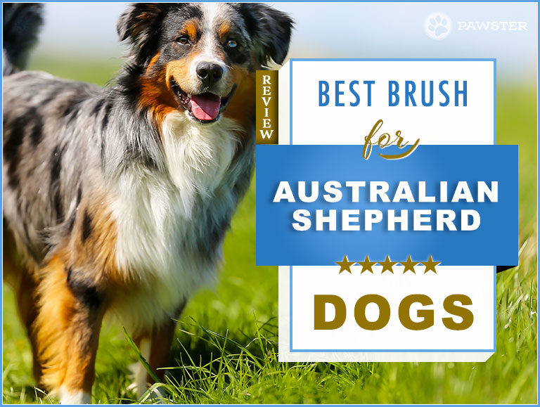 Australian Shepherd Brush: 2022 Picks for Best Australian Shepherd Dog Brush