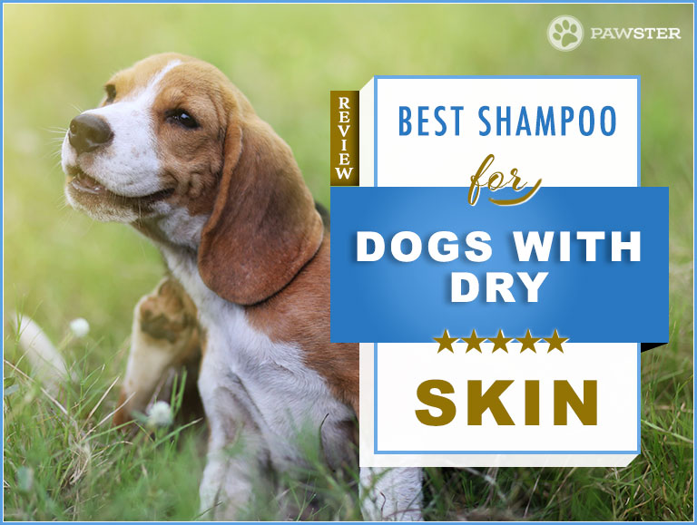 best dry dog shampoo