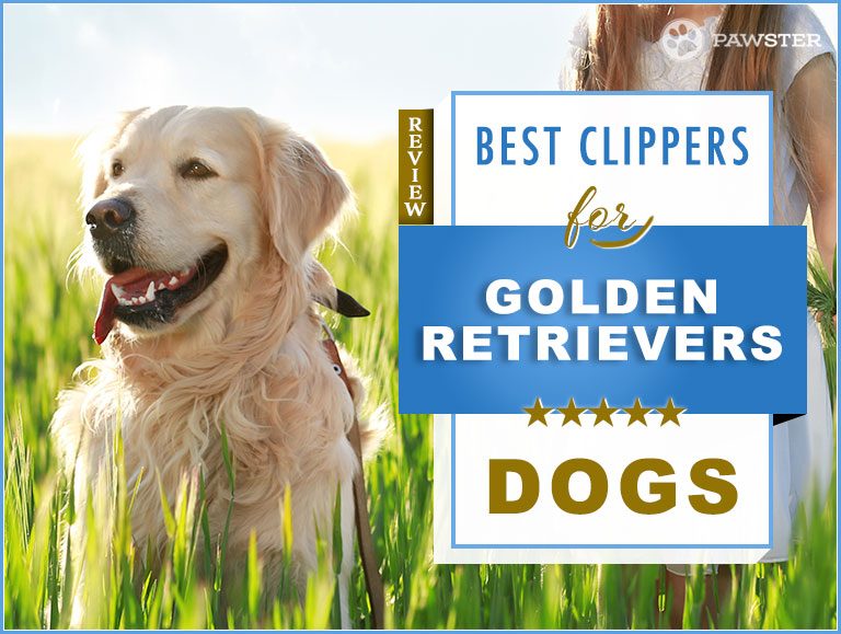 Best Dog Clippers for Golden Retrievers 