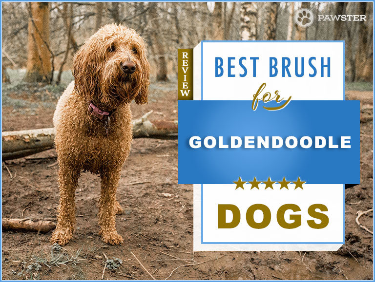 Goldendoodle Brush: 2022 Picks for Best Goldendoodle Dog Brush