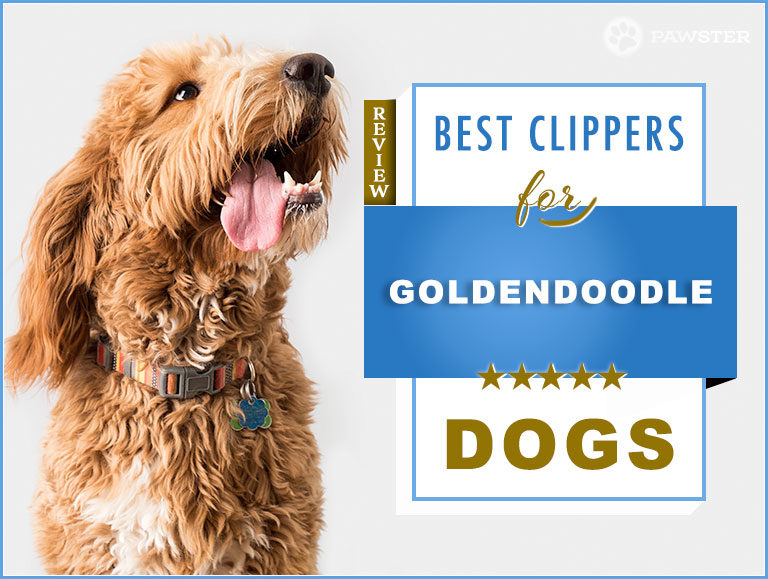 6 Best Dog Clippers for Goldendoodles in 2023