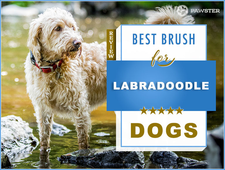 Labradoodle Brush: 2022 Picks for Best Labradoodle Dog Brush