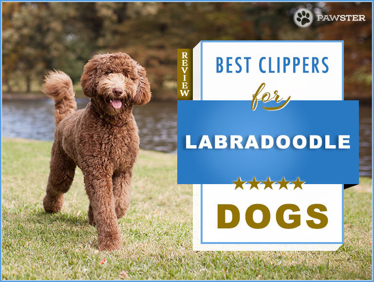 6 Best Dog Clippers for Labradoodles: Our Doodle Grooming Guide