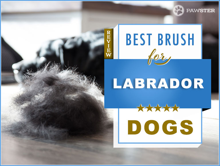 best brush for lab puppy