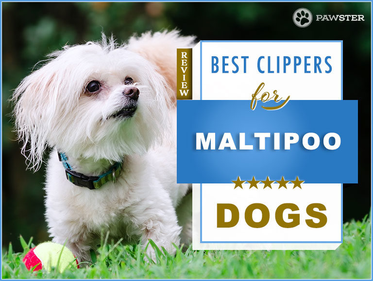 5 Best Dog Clippers for Maltipoos: Our Grooming Guide