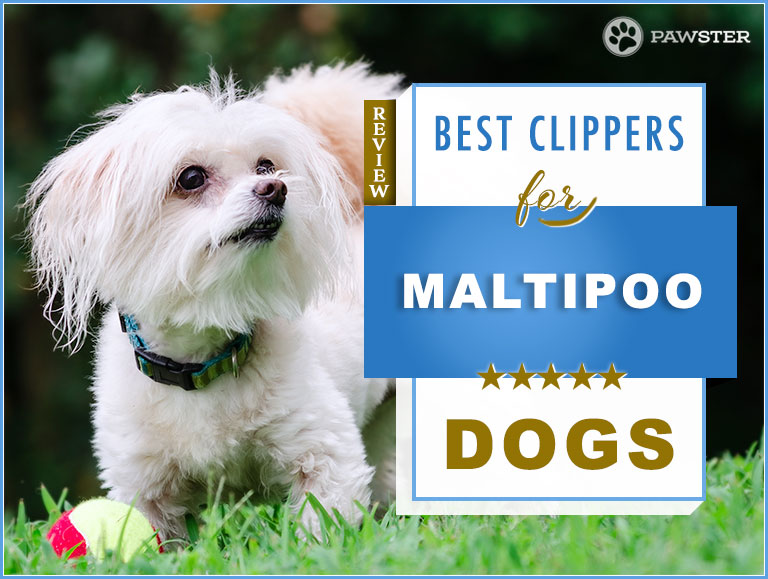 best clippers for maltese dogs