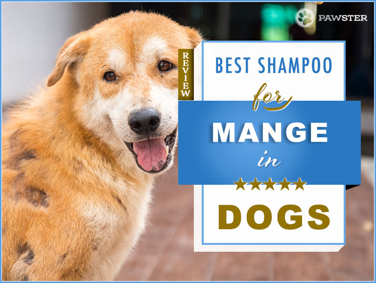 6 Best Dog Shampoos For Mange