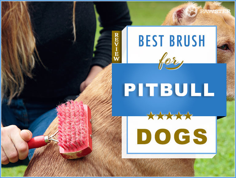 Pitbull Brush: 2023 Picks for Best Dog Brush for Pitbulls