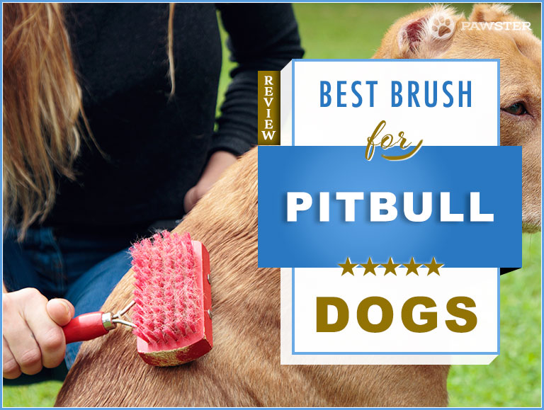 Pitbull Brush 2020 Picks For Best Dog Brush For Pitbulls