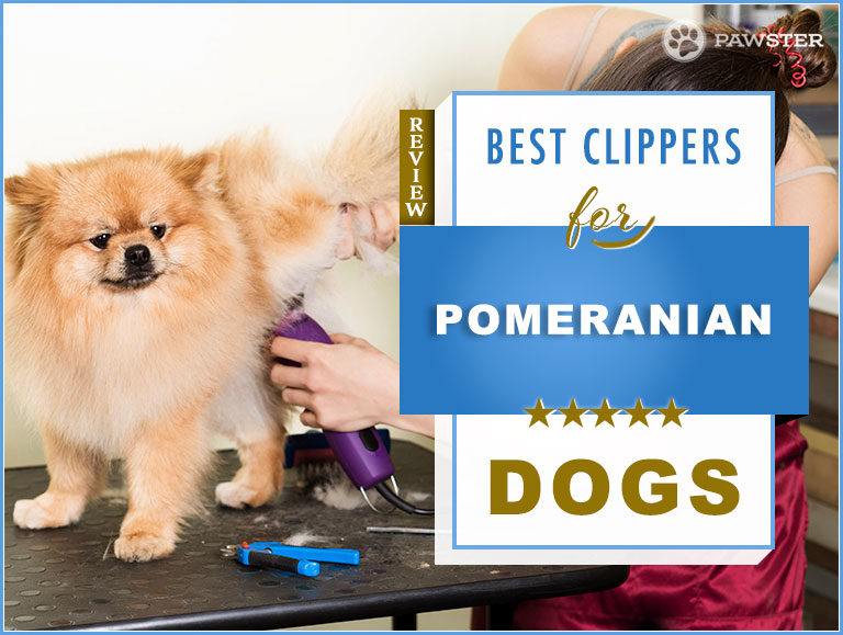 5 Best Dog Hair Clippers for Pomeranians in 2022