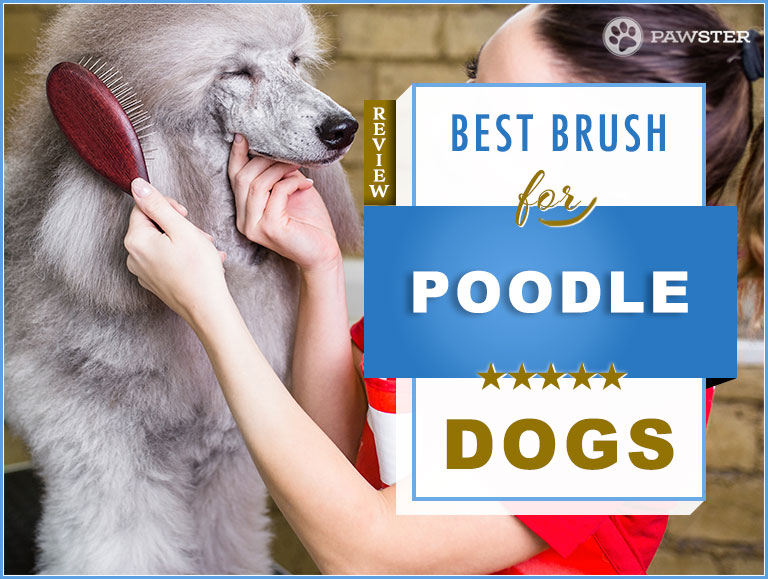 poodle brushes combs