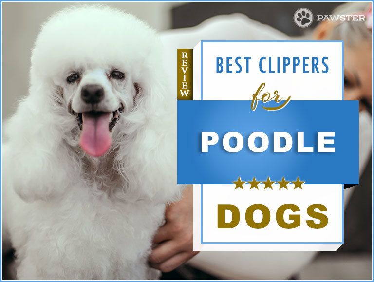 6 Best Dog Hair Clippers for Poodles: Our Poodle Grooming Guide