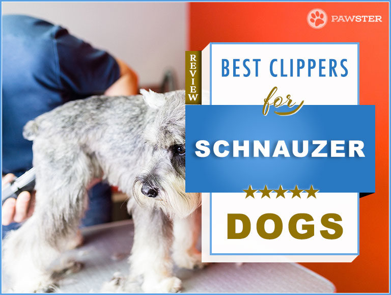 5 Best Dog Clippers for Schnauzers in 2022