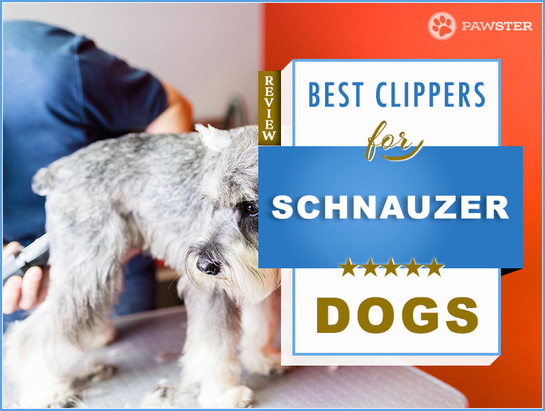 5 Best Dog Clippers for Schnauzers in 2020