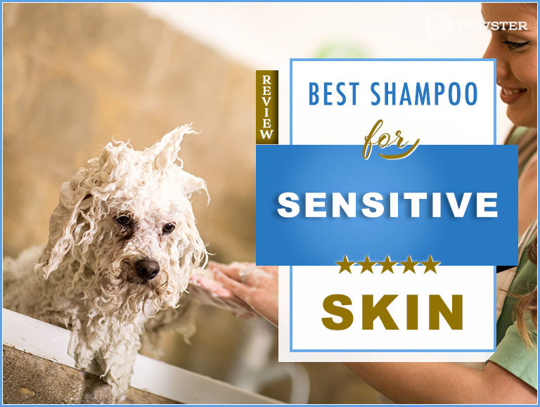 6 Best Dog Shampoos for Sensitive Skin: Our 2022 Guide