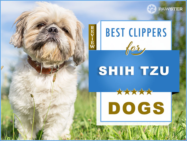 best dog trimmer shih tzu