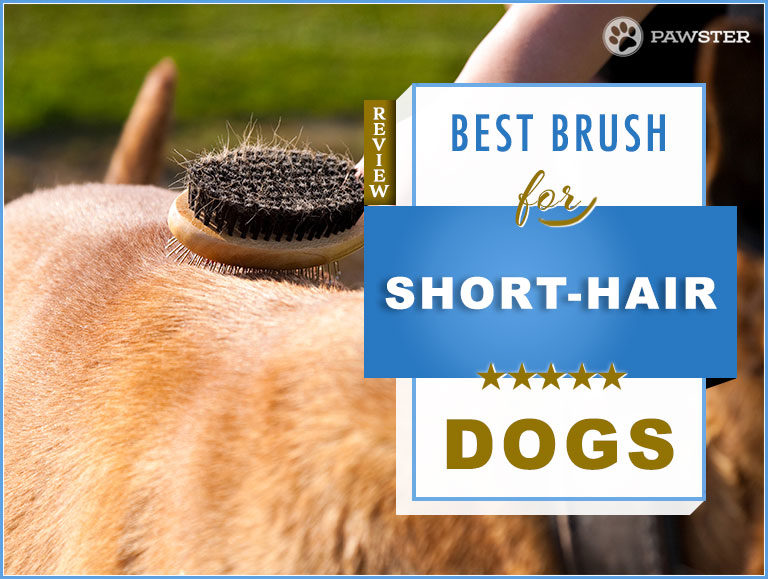 5 Best Dog Brushes for Short Hair Dogs: Our 2022 Guide