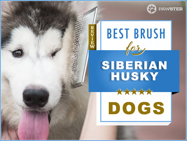 best dog brush for shedding dogs