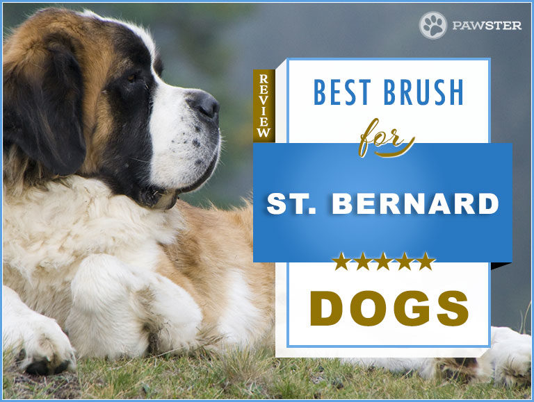 St. Bernard Brush: 2023 Picks for Best St. Bernard Dog Brush