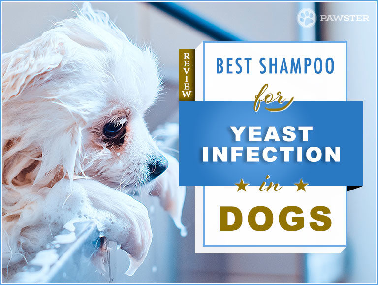 6 Best Dog Shampoos for Yeast Infections: Our 2023 Guide