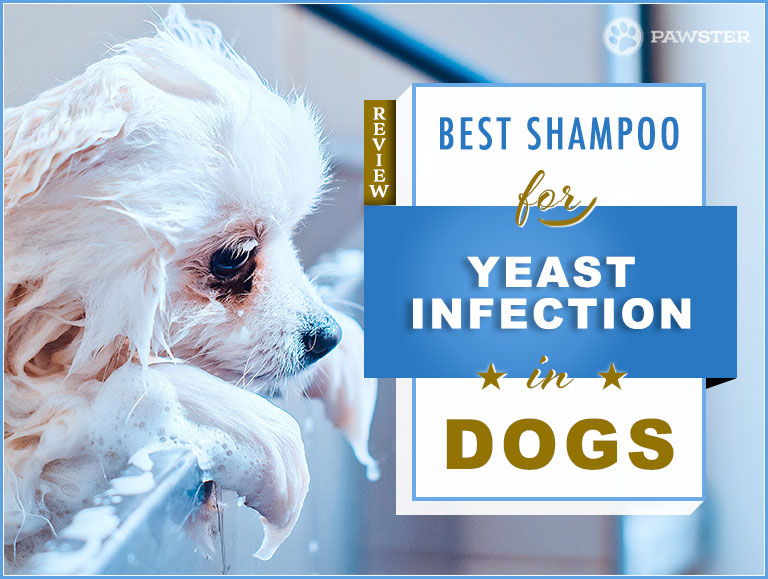 Best Dog Shampoos for Yeast Infections 