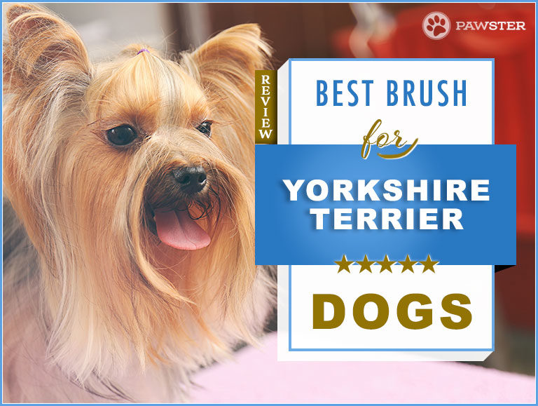 Yorkie Brush: 2024 Picks for Best Yorkie Dog Brush