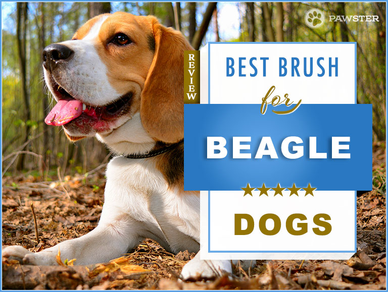 beagle shedding brush