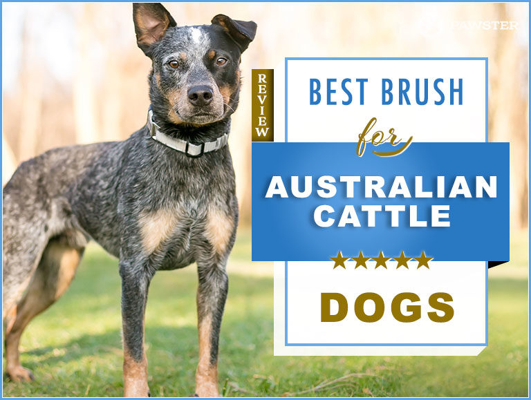 Best Brush for Australian Cattle Dogs : 2022 Picks for Blue Heeler Dog Brush