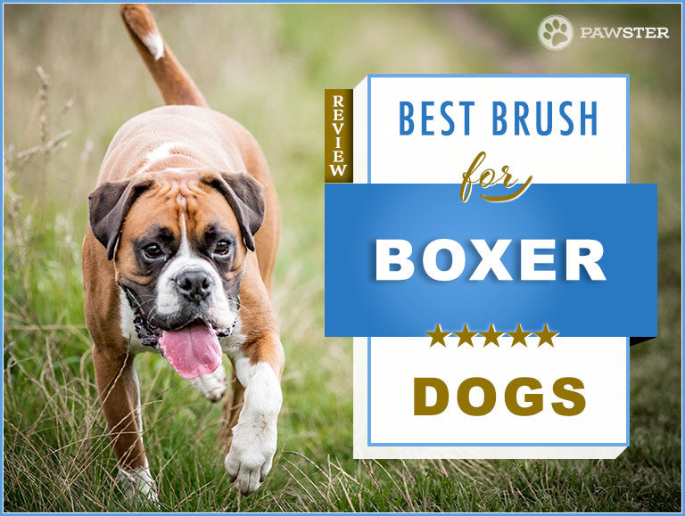 Boxer Brush: 2022 Picks for Best Brush for Boxer Dogs