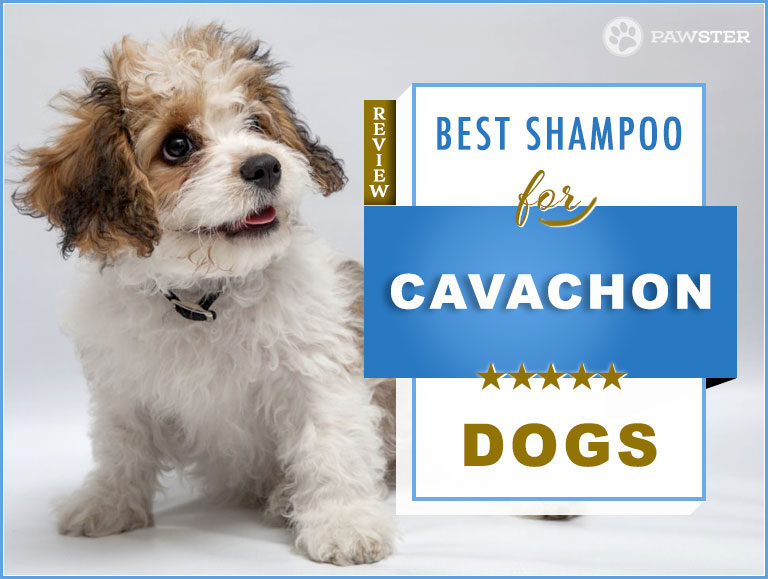 The 5 Best Dog Shampoos and Conditioners for Cavachons in 2022