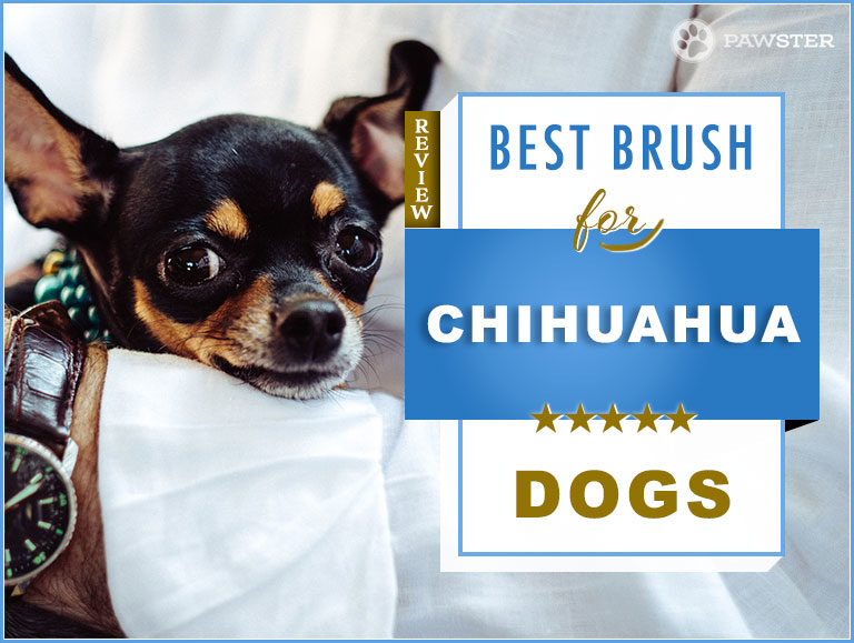 Chihuahua Brush: 2023 Picks for Best Chihuahua Dog Brush