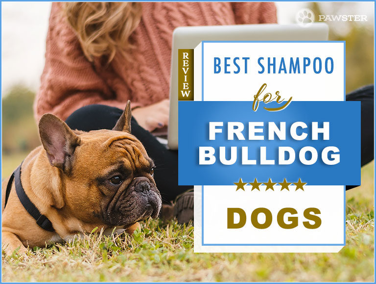 The 5 Best Dog Shampoos and Conditioners for French Bulldogs in 2022