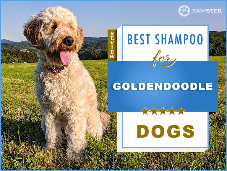 best goldendoodle shampoo