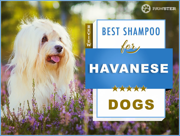 5 Best Dog Shampoos and Conditioners for Havanese Dogs in 2023
