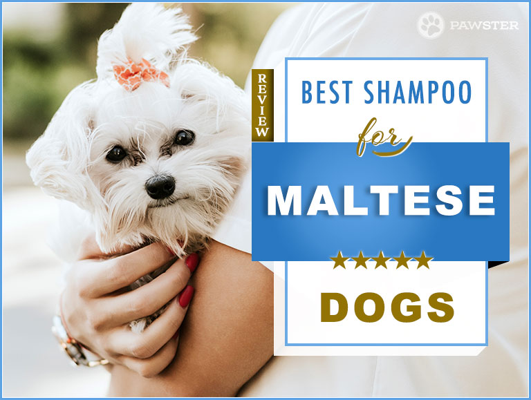 Best Dog Shampoos and Conditioners 