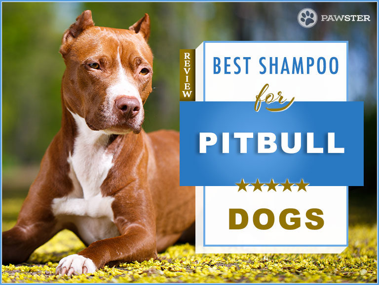 The 5 Best Dog Shampoos and Conditioners for Pitbulls in 2022