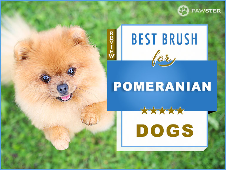 dog brush for pomeranians