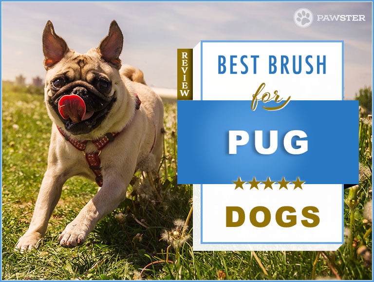 7 Best Brushes for Pugs: Our 2023 Picks