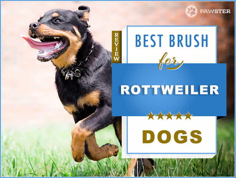 7 Best Rottweiler Brushes in 2023
