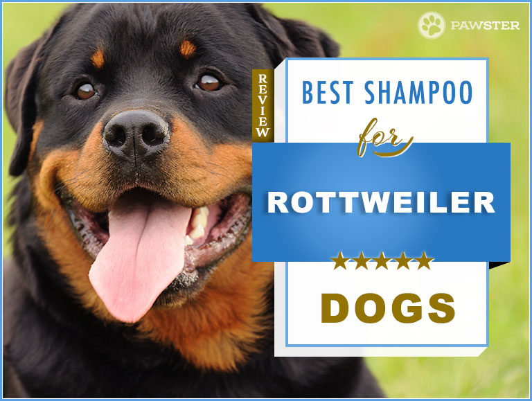 The 7 Best Dog Shampoos and Conditioners for Rottweilers in 2022