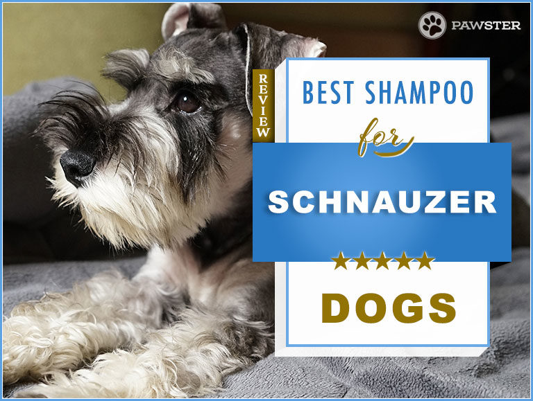 The 5 Best Dog Shampoos and Conditioners for Schnauzers in 2022
