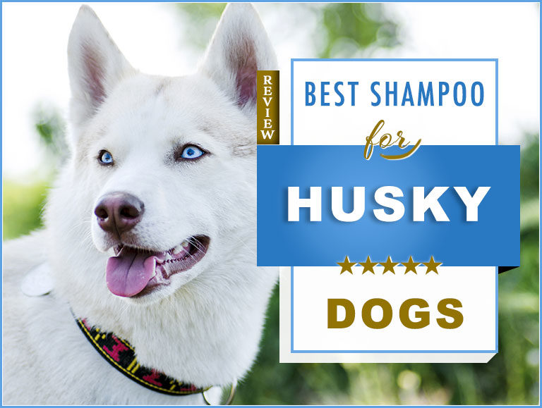 The 5 Best Dog Shampoos and Conditioners for Huskies in 2023