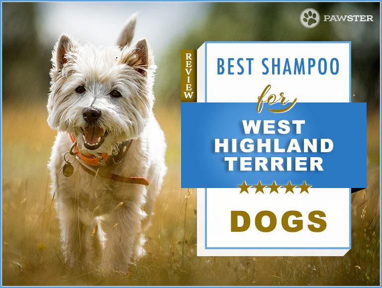 The 5 Best Dog Shampoos and 