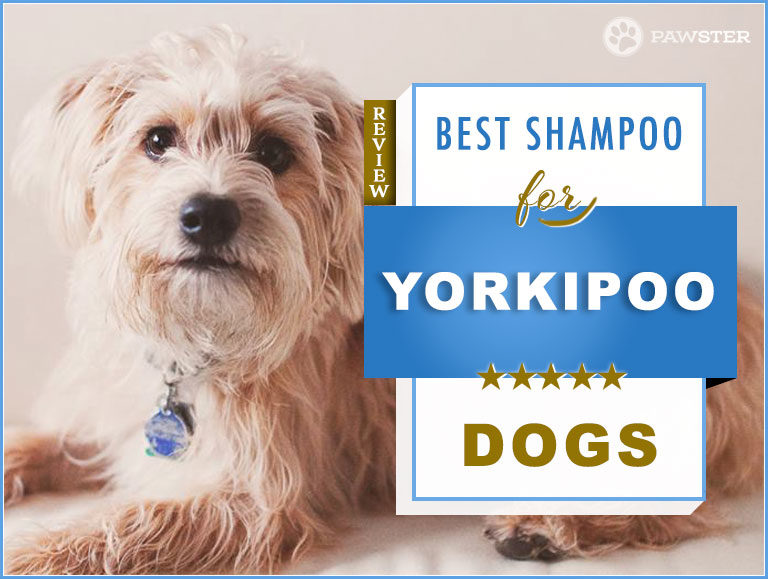 5 Best Dog Shampoos and Conditioners for Yorkipoos in 2023