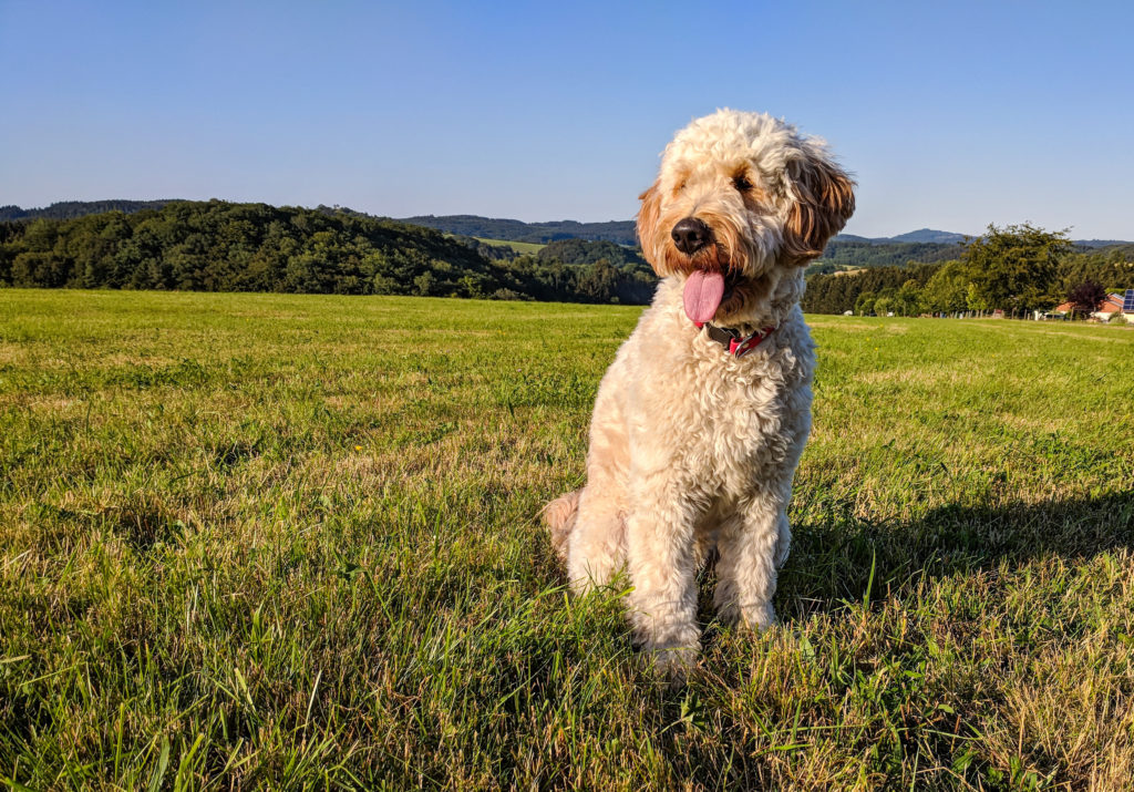 8 Best Foods to Feed an Adult or Puppy Goldendoodle in 2020